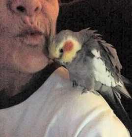 Lost Cockatiel