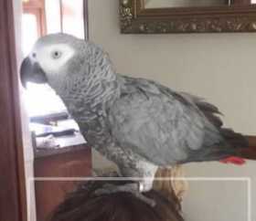 Lost African Grey