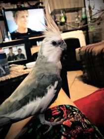 Lost Cockatiel