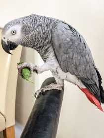 Lost African Grey