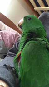 Lost Eclectus