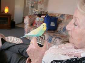 Lost Budgerigar