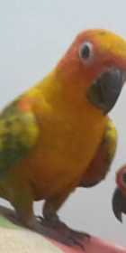 Lost Conure