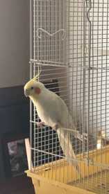 Lost Cockatiel