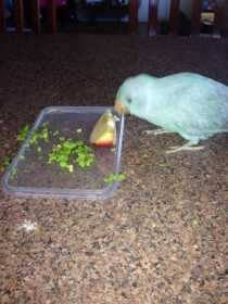 Lost Indian Ringneck Parakeet