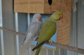 Lost Indian Ringneck Parakeet