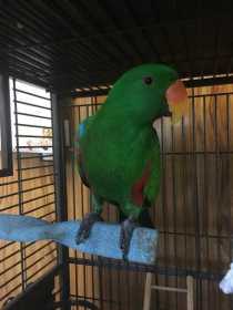 Lost Eclectus
