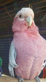 Lost Galah Cockatoo