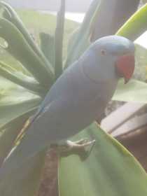 Lost Indian Ringneck Parakeet
