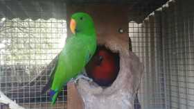 Lost Eclectus