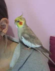 Lost Cockatiel