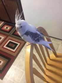 Lost Cockatiel