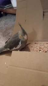 Lost Cockatiel