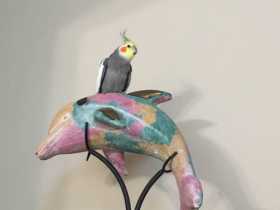 Lost Cockatiel