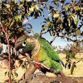 Lost Conure