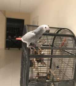 Lost African Grey