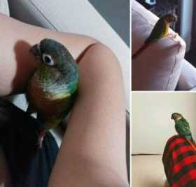 Lost Conure