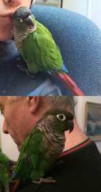 Lost Conure