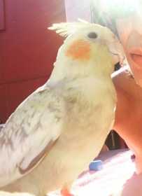 Lost Cockatiel