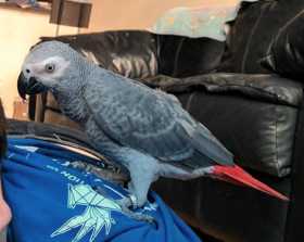 Lost African Grey