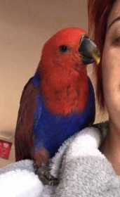 Lost Eclectus