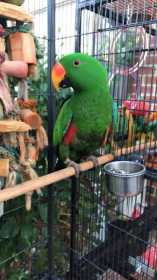 Lost Eclectus