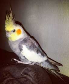 Lost Cockatiel