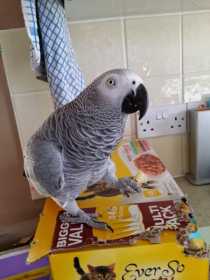 Lost African Grey