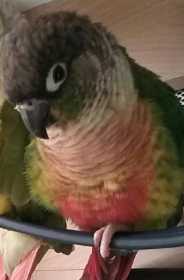 Lost Conure