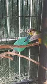 Lost Conure