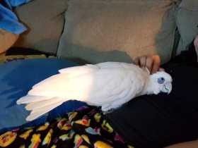 Lost Corella Cockatoo