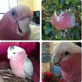 Lost Galah Cockatoo