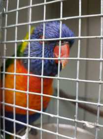 Lost Lory / Lorikeet