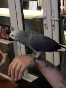 Lost African Grey