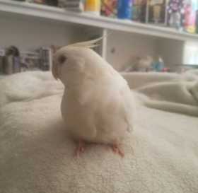 Lost Cockatiel