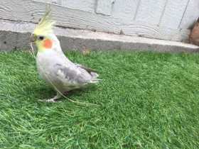 Lost Cockatiel
