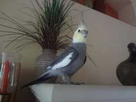 Lost Cockatiel