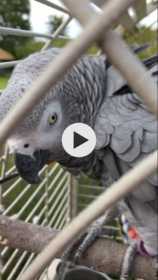 Lost African Grey