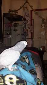 Lost African Grey