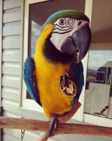 Lost Macaw