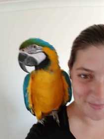 Lost Macaw