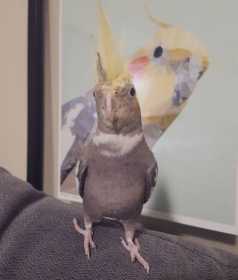 Lost Cockatiel