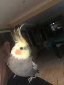 Lost Cockatiel