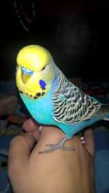 Lost Budgerigar