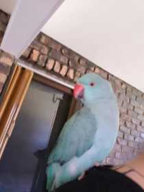 Lost Indian Ringneck Parakeet