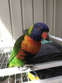 Lost Lory / Lorikeet