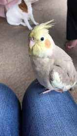Lost Cockatiel