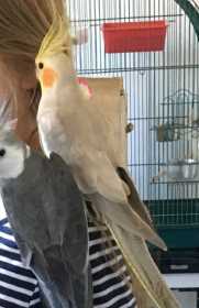 Lost Cockatiel