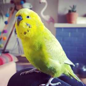 Lost Budgerigar