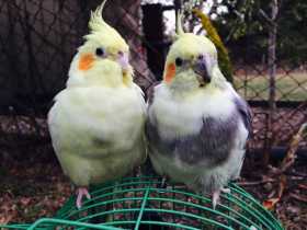 Lost Cockatiel